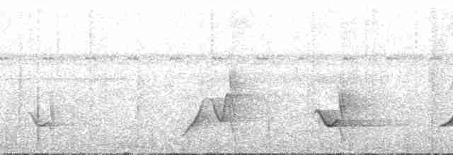 Oriole Whistler - ML202656
