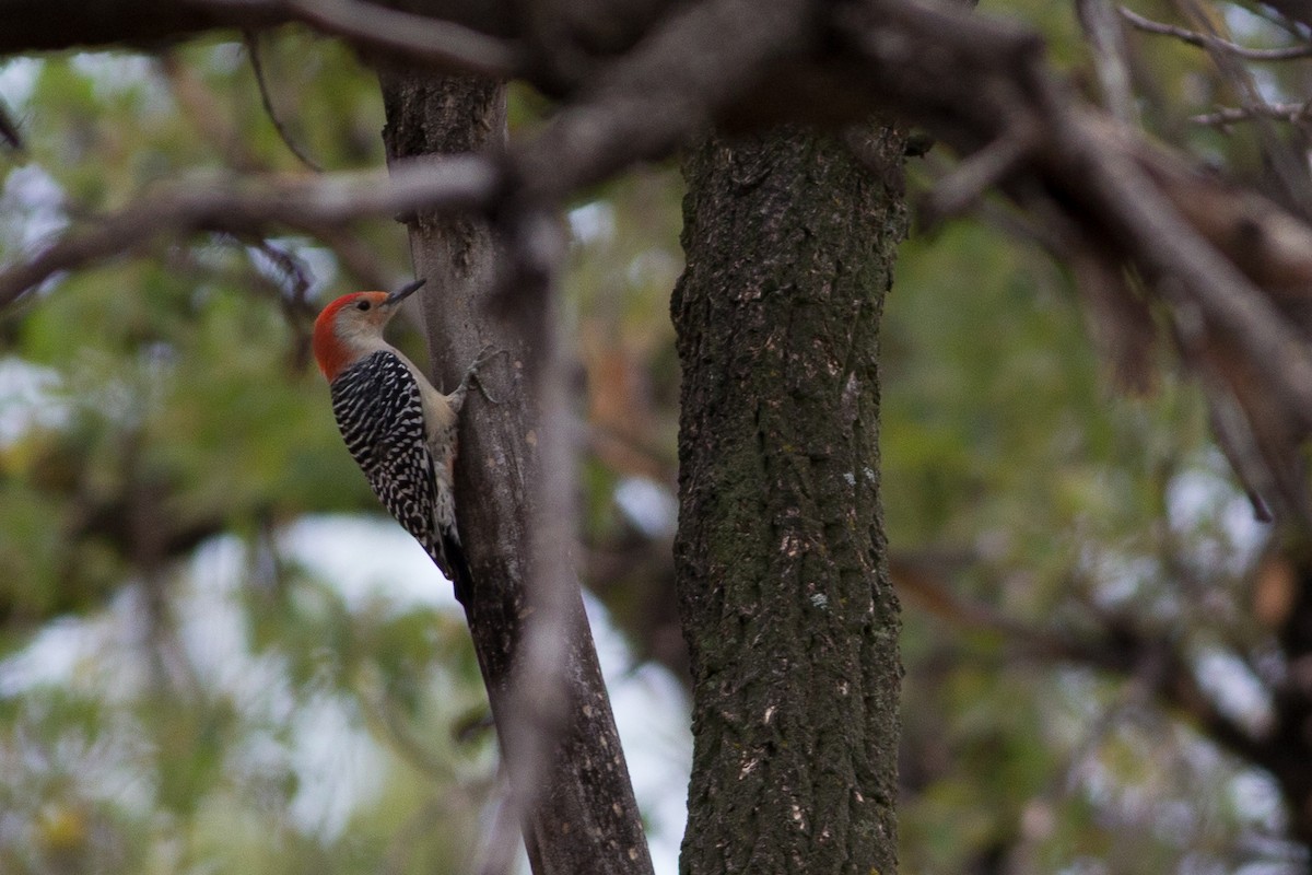 Red-bellied Woodpecker - Chris Wood