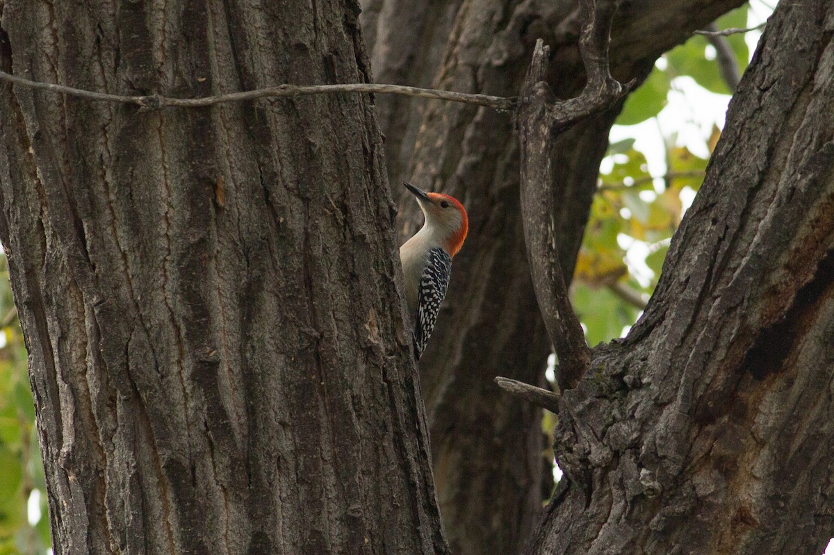 Red-bellied Woodpecker - Chris Wood