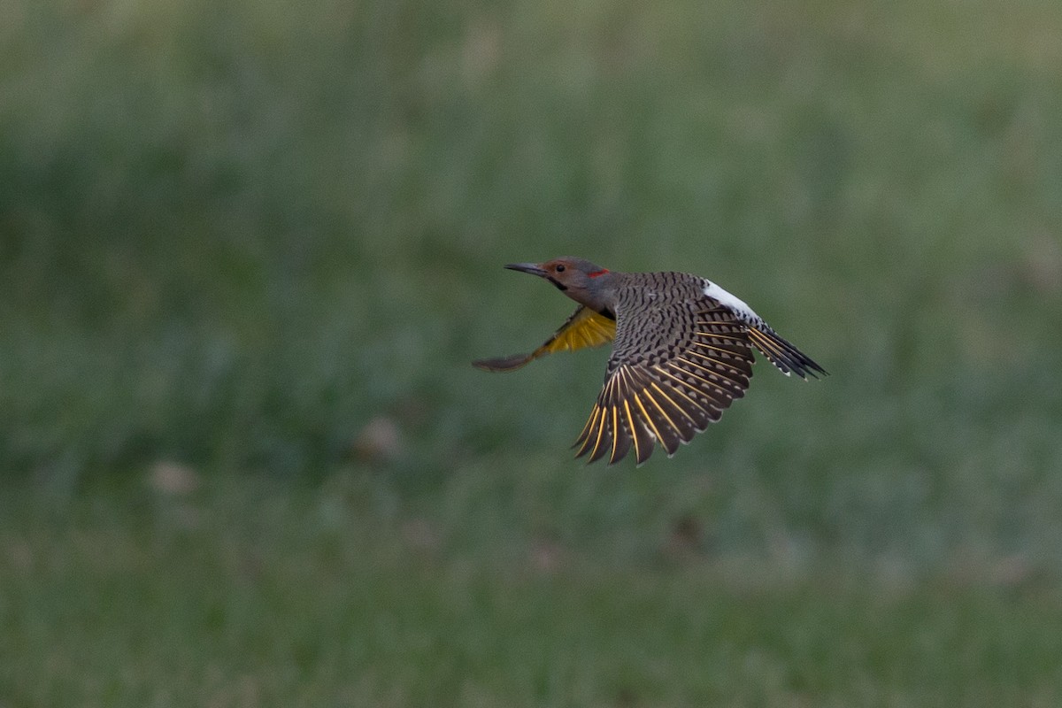 Northern Flicker (Yellow-shafted) - ML20265761