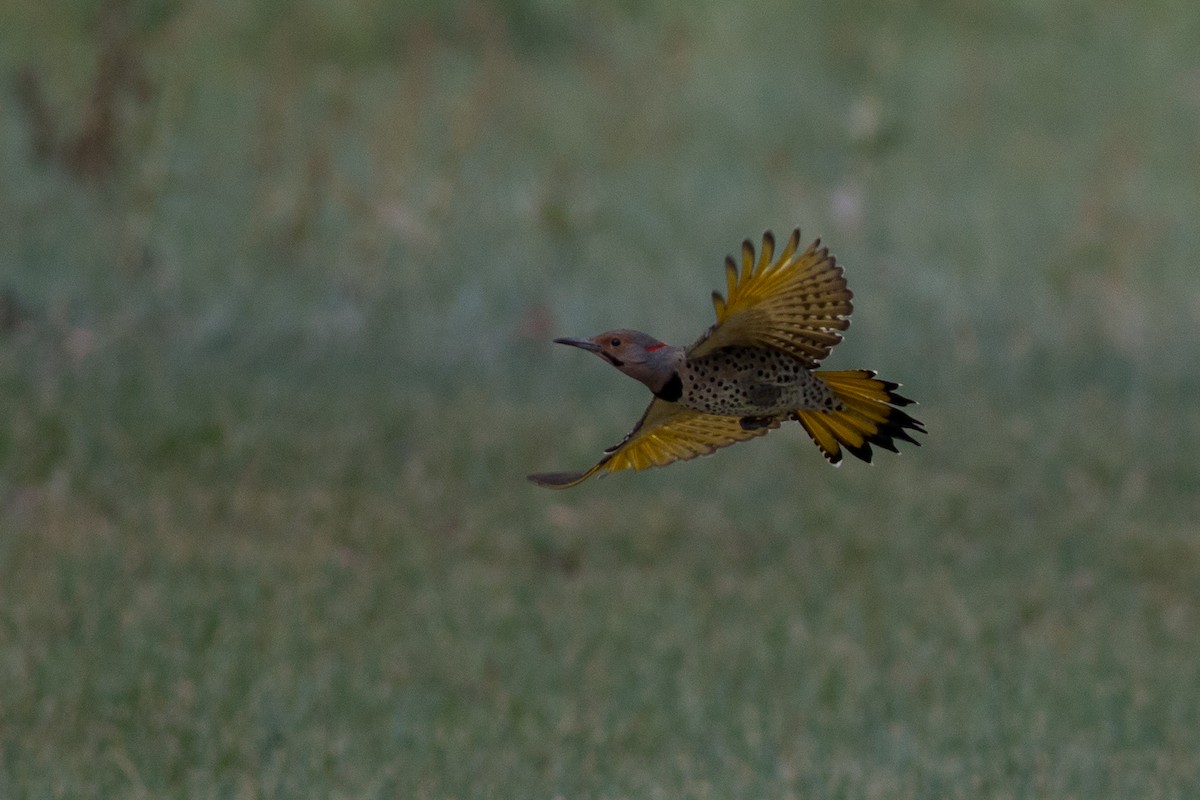Northern Flicker (Yellow-shafted) - ML20265771