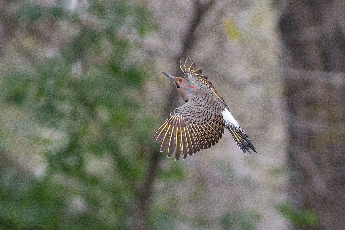 Northern Flicker (Yellow-shafted) - Chris Wood