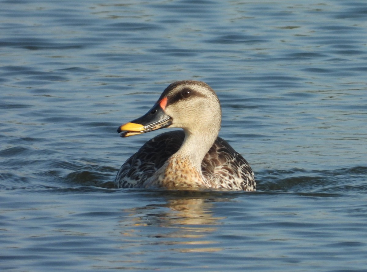 Indian Spot-billed Duck - ML202657821