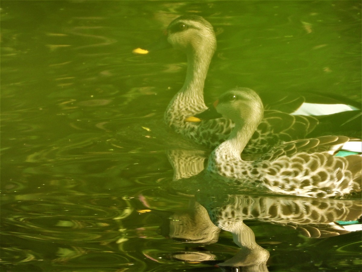 Indian Spot-billed Duck - ML202657831