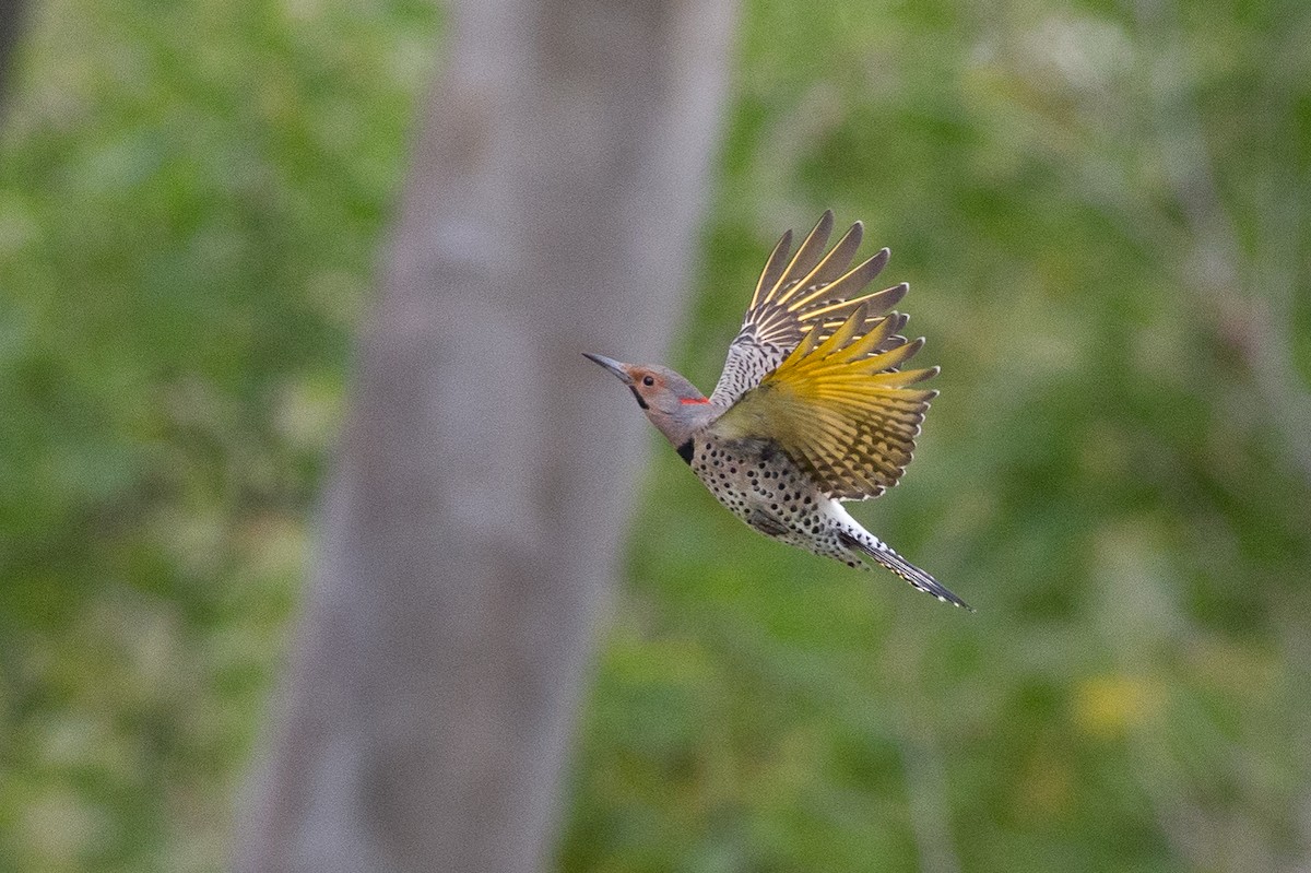 Northern Flicker (Yellow-shafted) - ML20265791