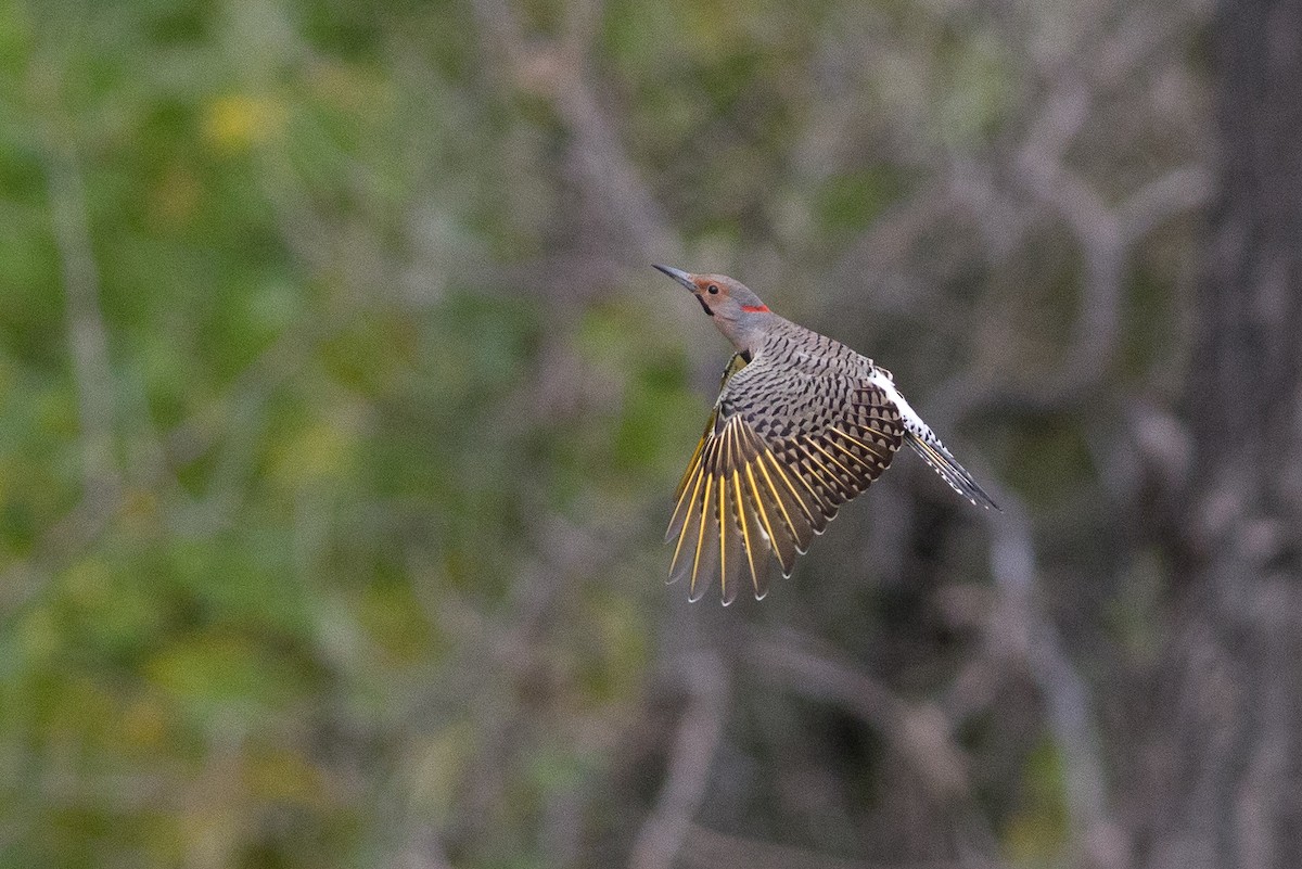 Northern Flicker (Yellow-shafted) - Chris Wood