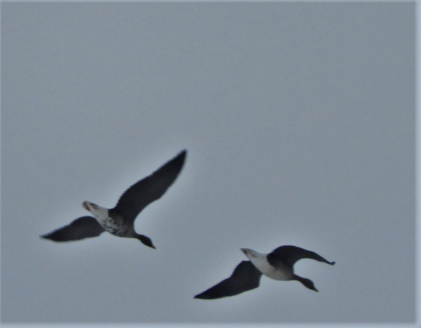 eBird Checklist 24 Jan 2020 Eagle Bluffs CA 28 species (+1 other taxa)