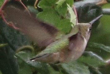 Ruby-throated Hummingbird - David Kettering
