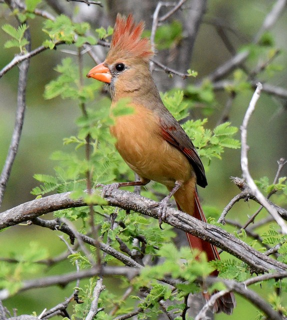 Female Northern Cardinal (presumed subspecies <em>igneus</em>). - Northern Cardinal - 