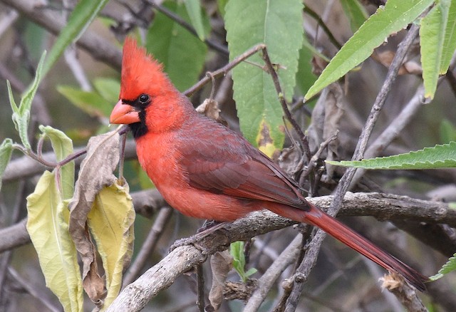 Male Northern Cardinal (presumed subspecies <em>igneus</em>). - Northern Cardinal - 