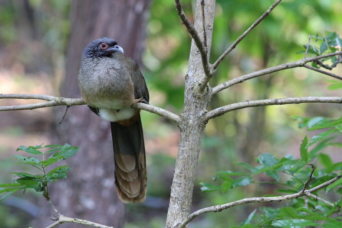 West Mexican Chachalaca - Mark Patry