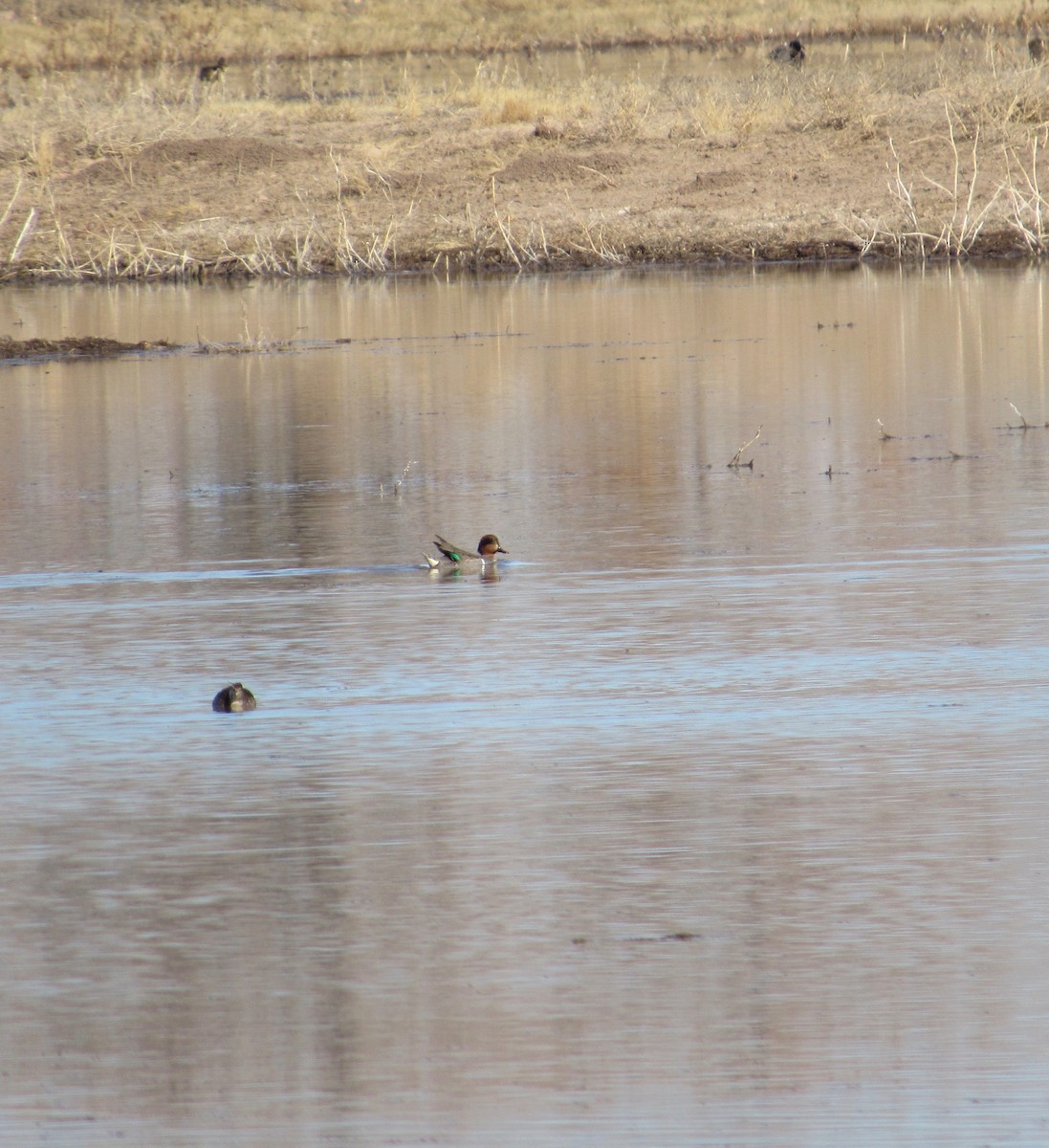 Green-winged Teal - ML202665981