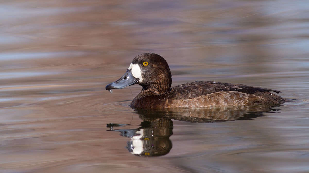 Greater Scaup - ML202666541