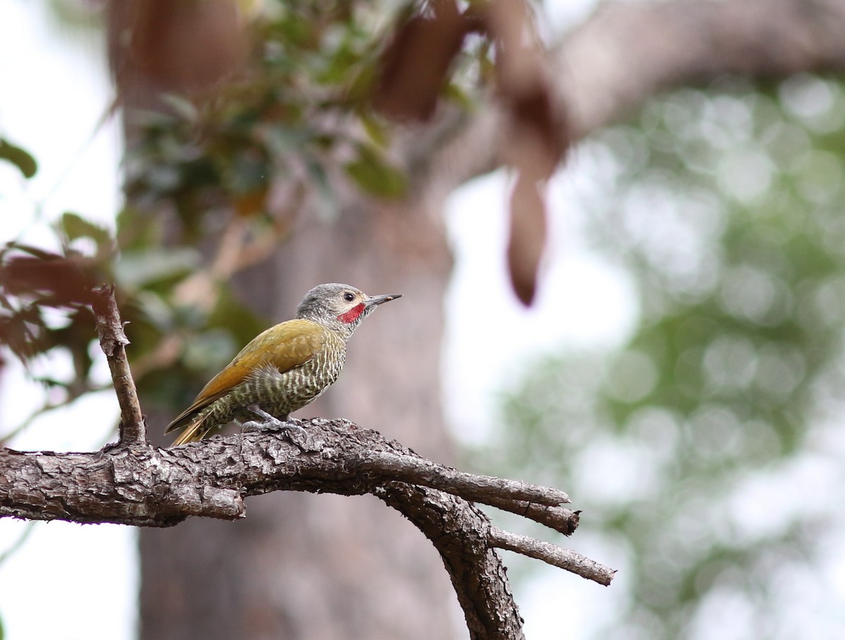 Gray-crowned Woodpecker - ML202670531