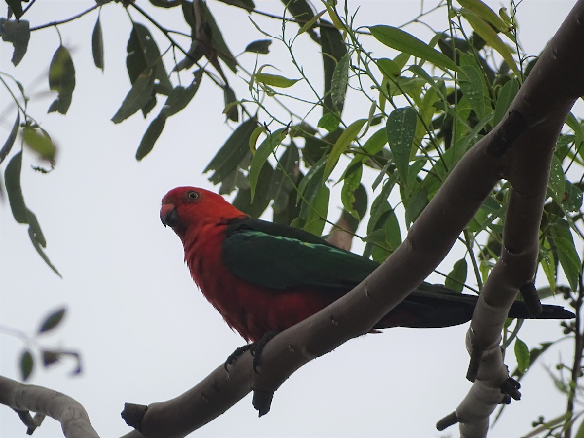 Australian King-Parrot - Richard Murray