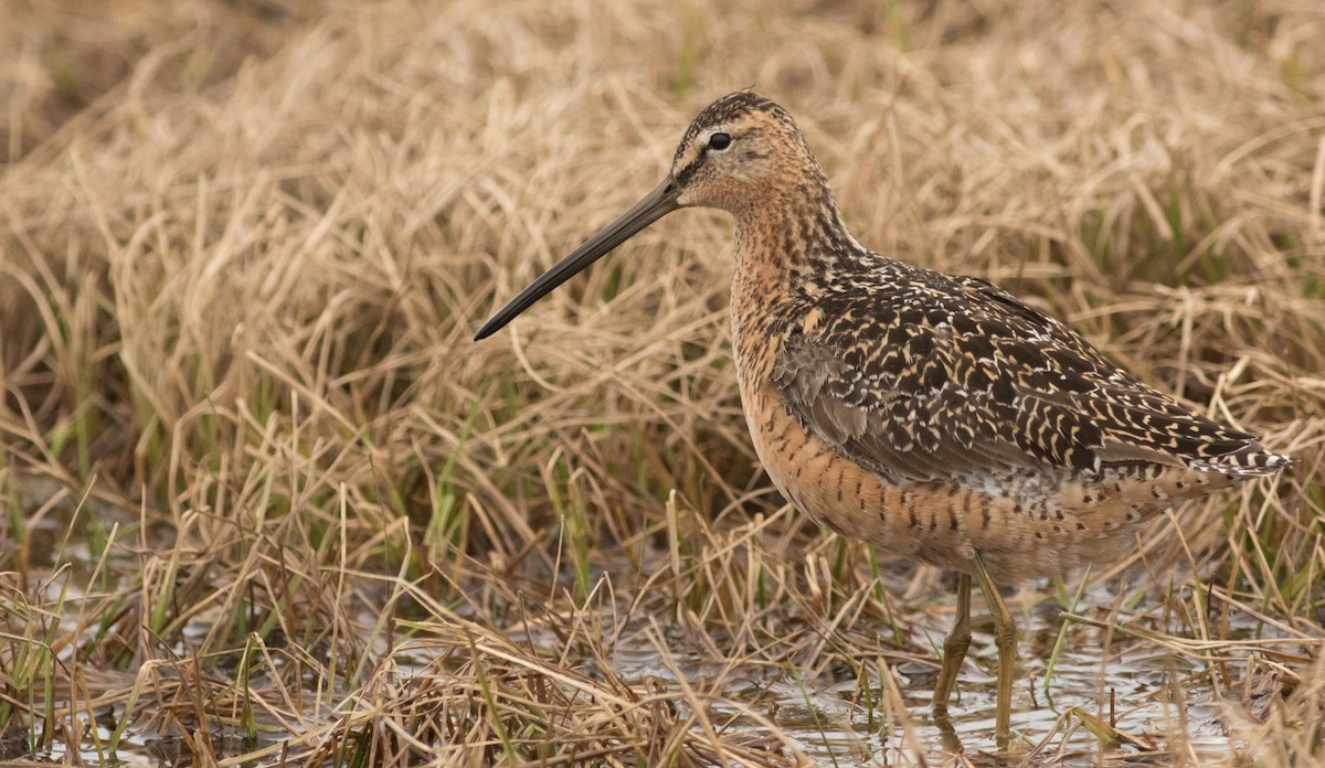 Long-billed Dowitcher - ML202671321