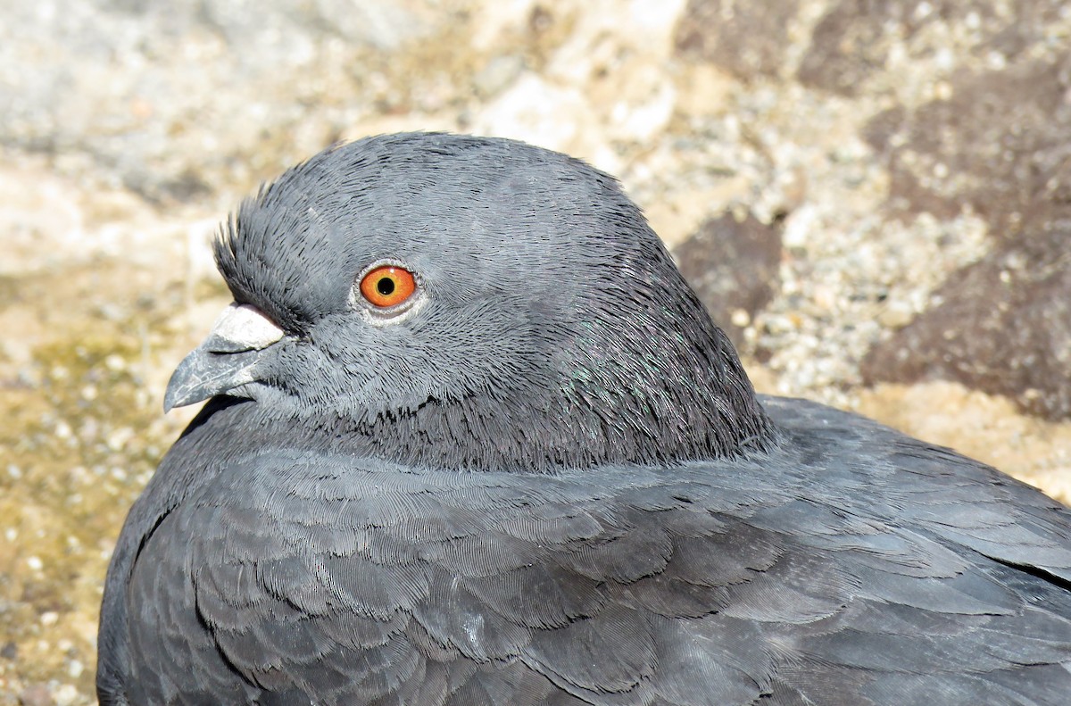 Rock Pigeon (Feral Pigeon) - ML202671821