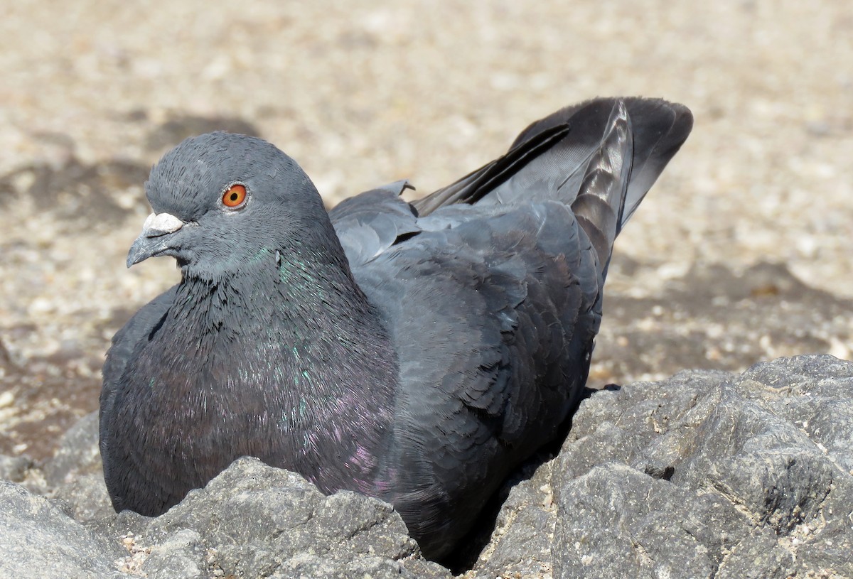 Rock Pigeon (Feral Pigeon) - ML202671941