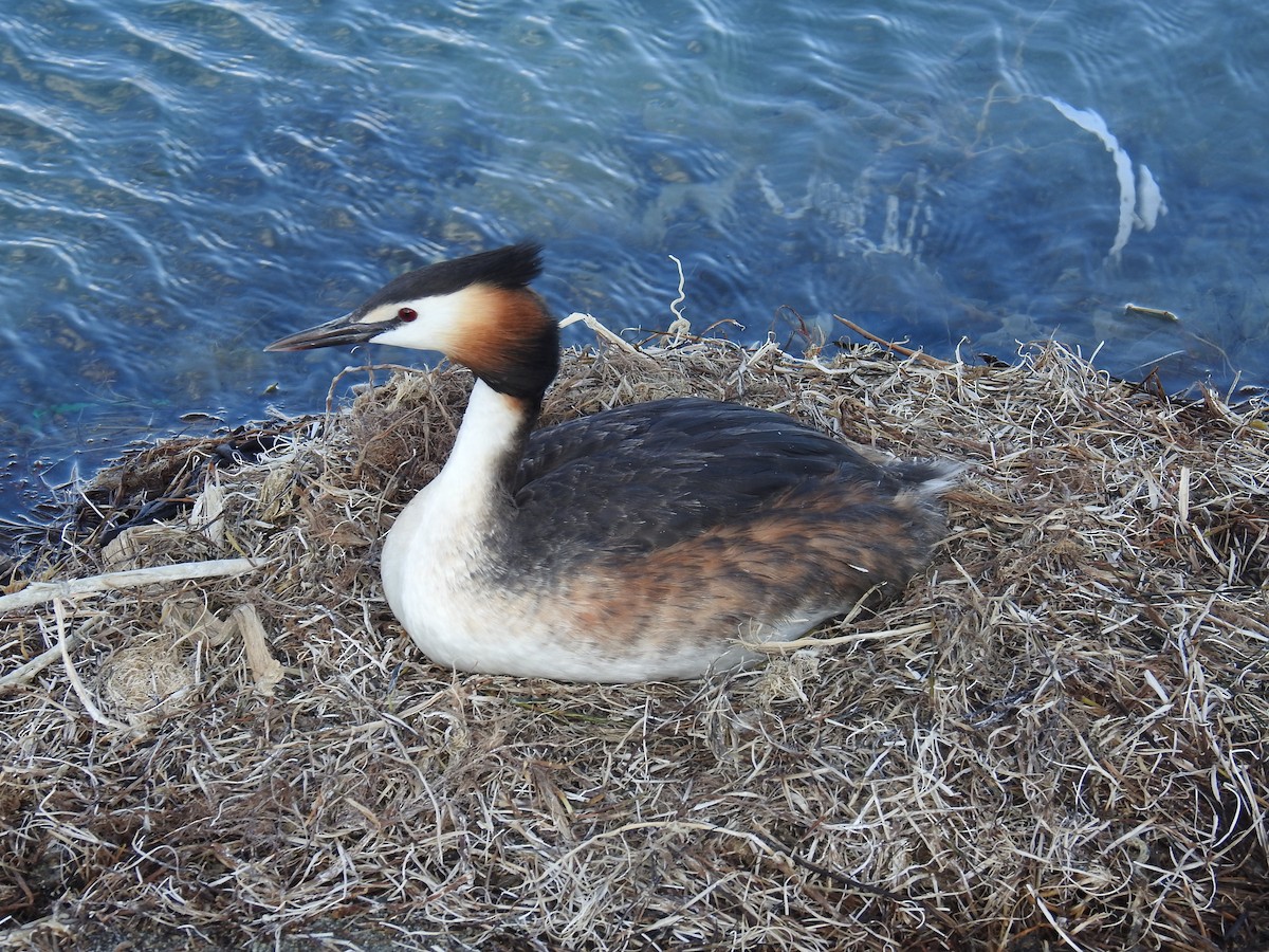 Great Crested Grebe - ML202673061