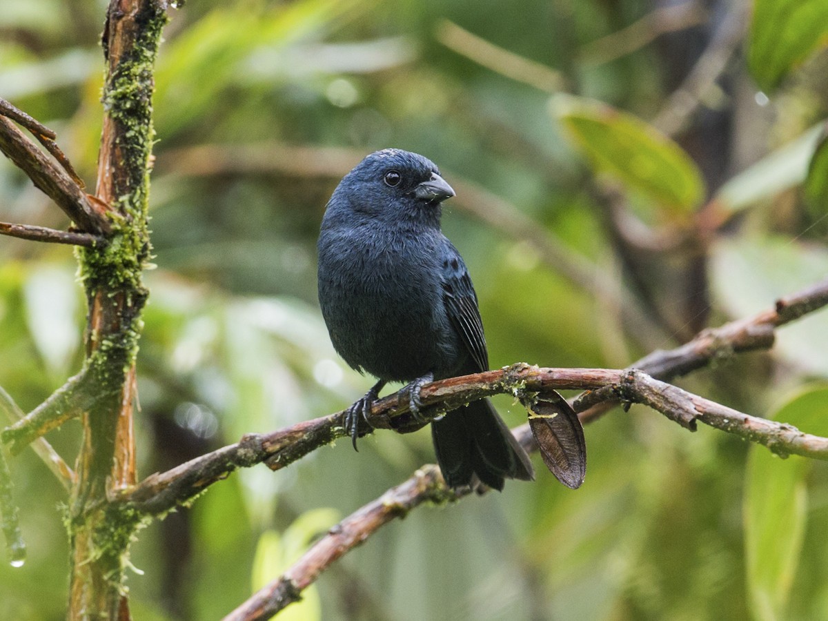 Ecuadorian Seedeater - Amaurospiza aequatorialis - Birds of the World
