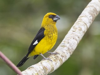  - Black-thighed Grosbeak