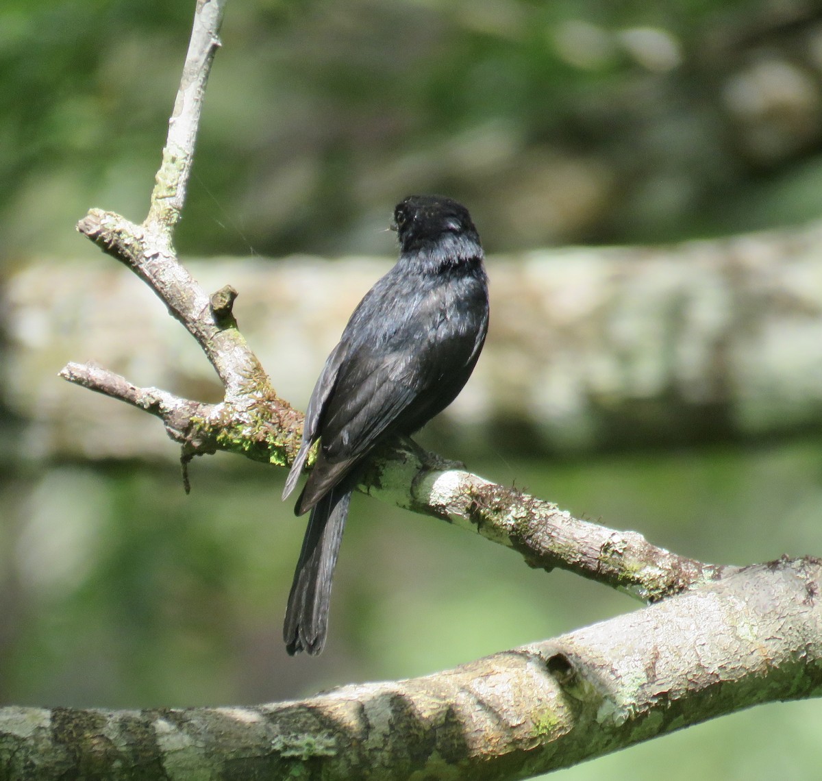 Square-tailed Drongo - ML202676031