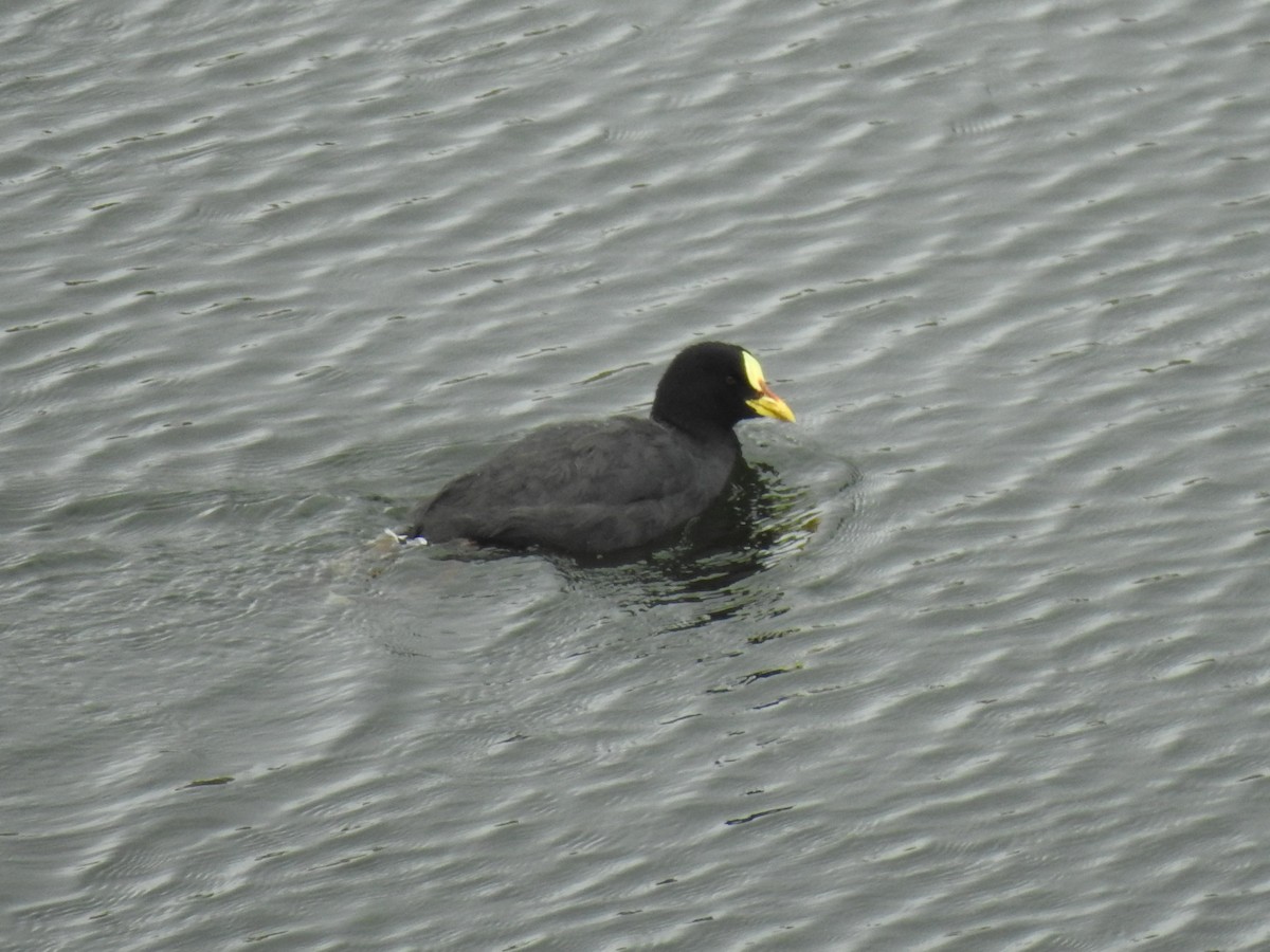 Red-gartered Coot - ML202677101