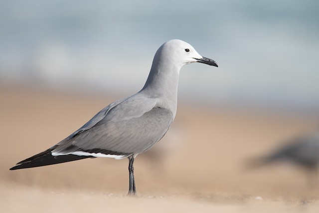 Definitive Alternate Gray Gull - Gray Gull - 
