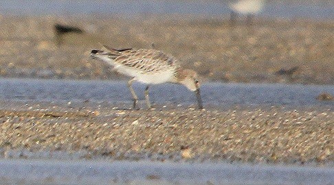 Great Knot - ML202682791