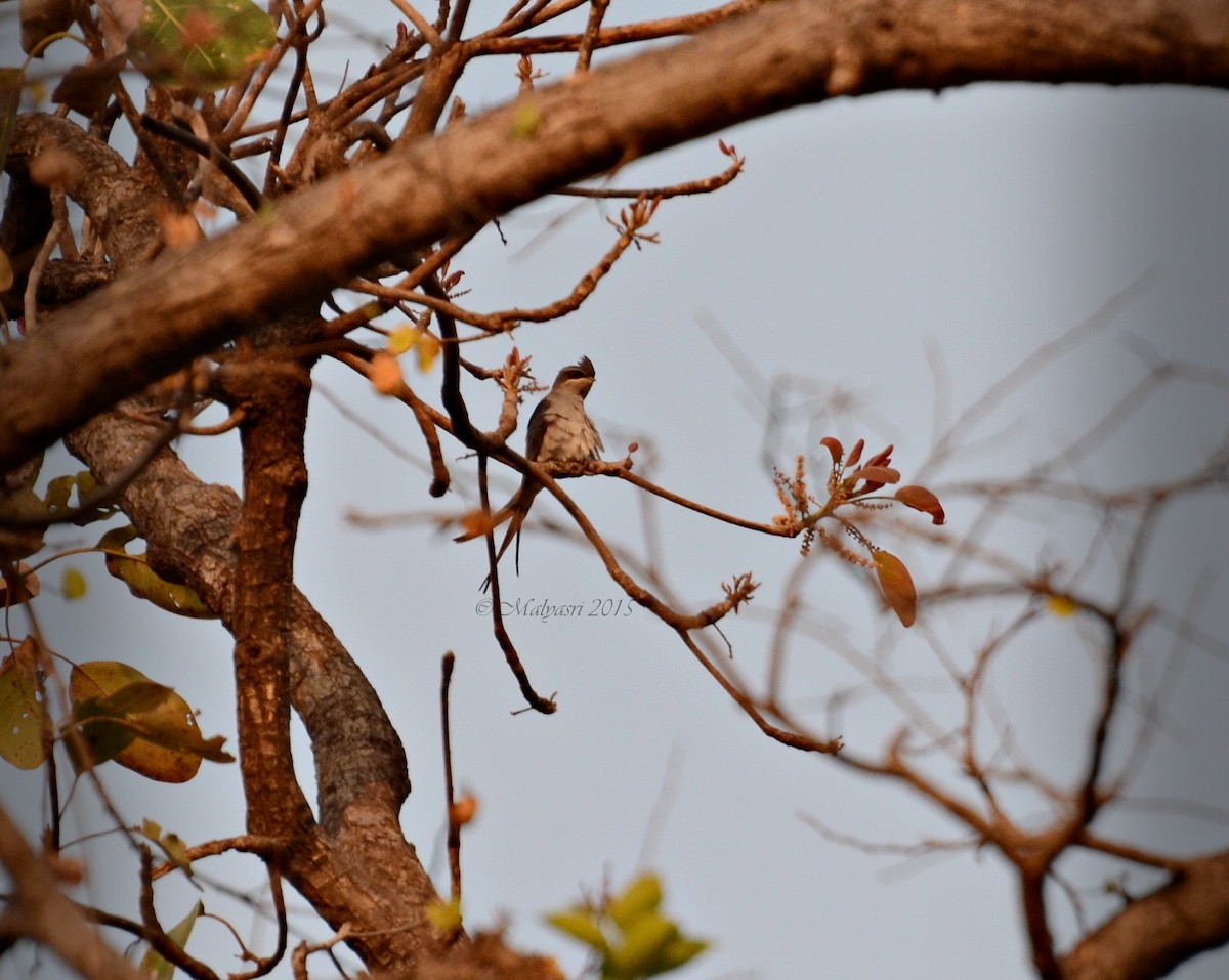 Crested Treeswift - Malyasri Bhattacharya