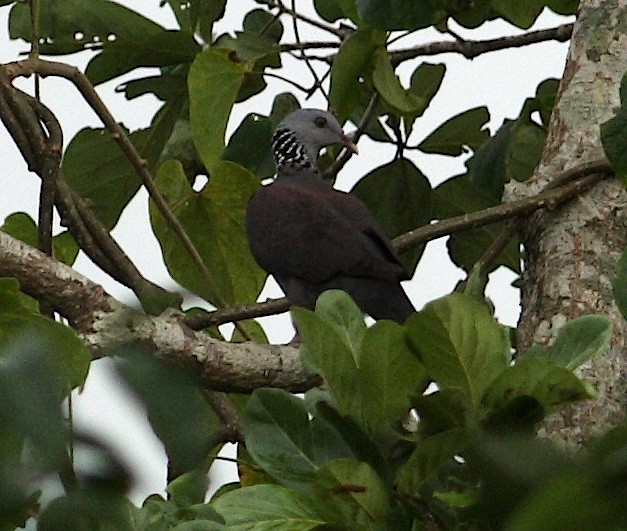 Nilgiri Wood-Pigeon - Savio Fonseca (www.avocet-peregrine.com)