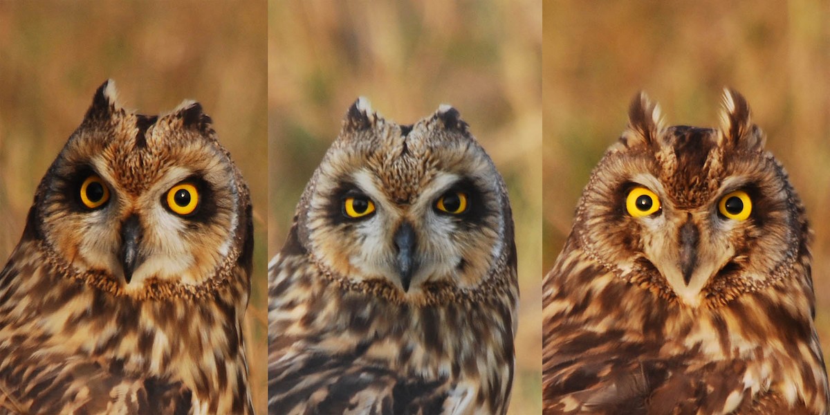Short-eared Owl - Gnanaskandan Kesavabharathi