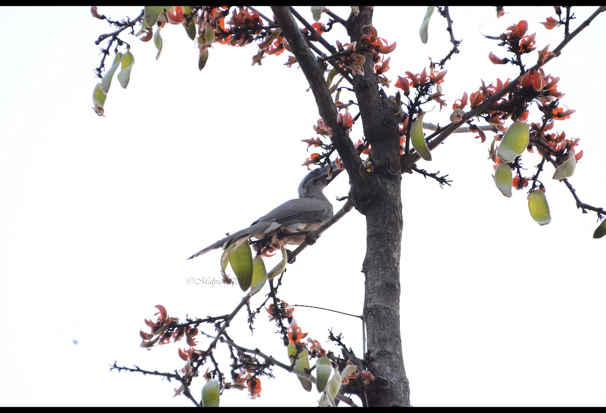 Indian Gray Hornbill - Malyasri Bhattacharya