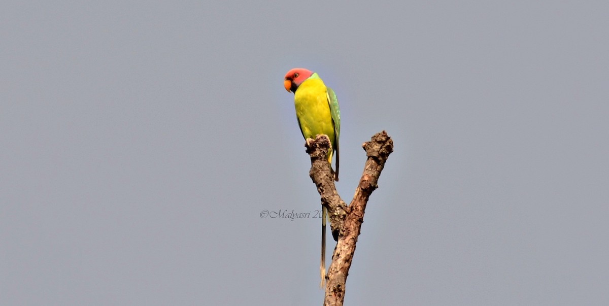Plum-headed Parakeet - Malyasri Bhattacharya