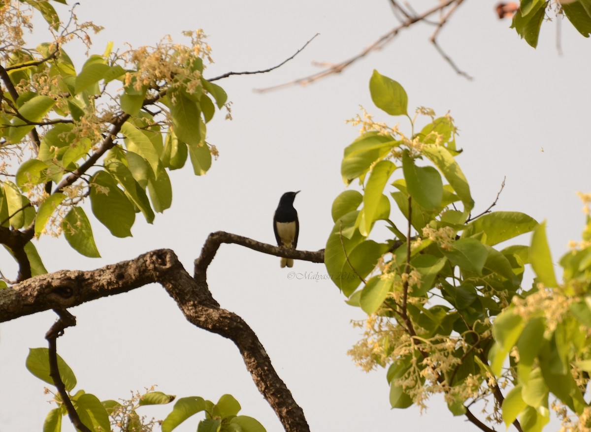 Oriental Magpie-Robin - Malyasri Bhattacharya