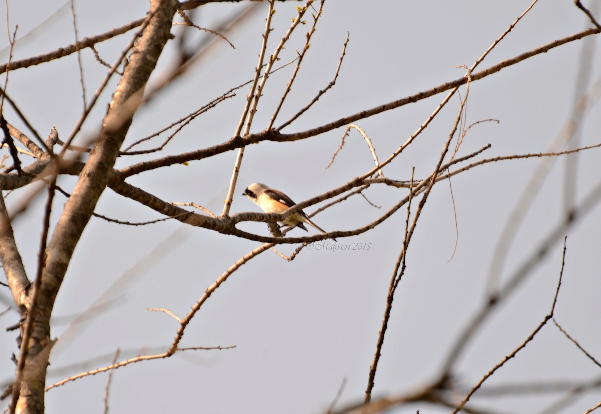 Long-tailed Shrike - ML202685031