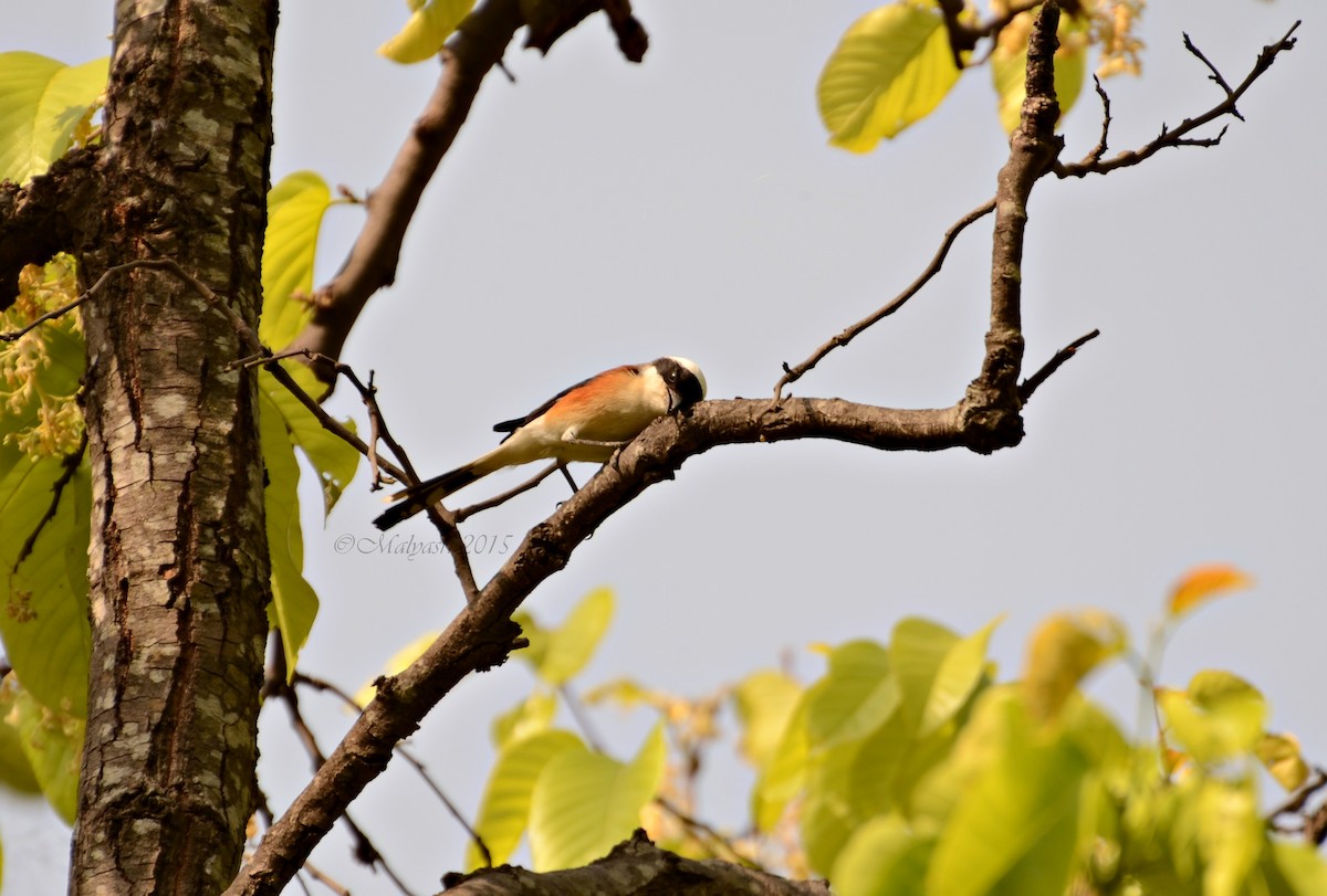 Long-tailed Shrike - Malyasri Bhattacharya