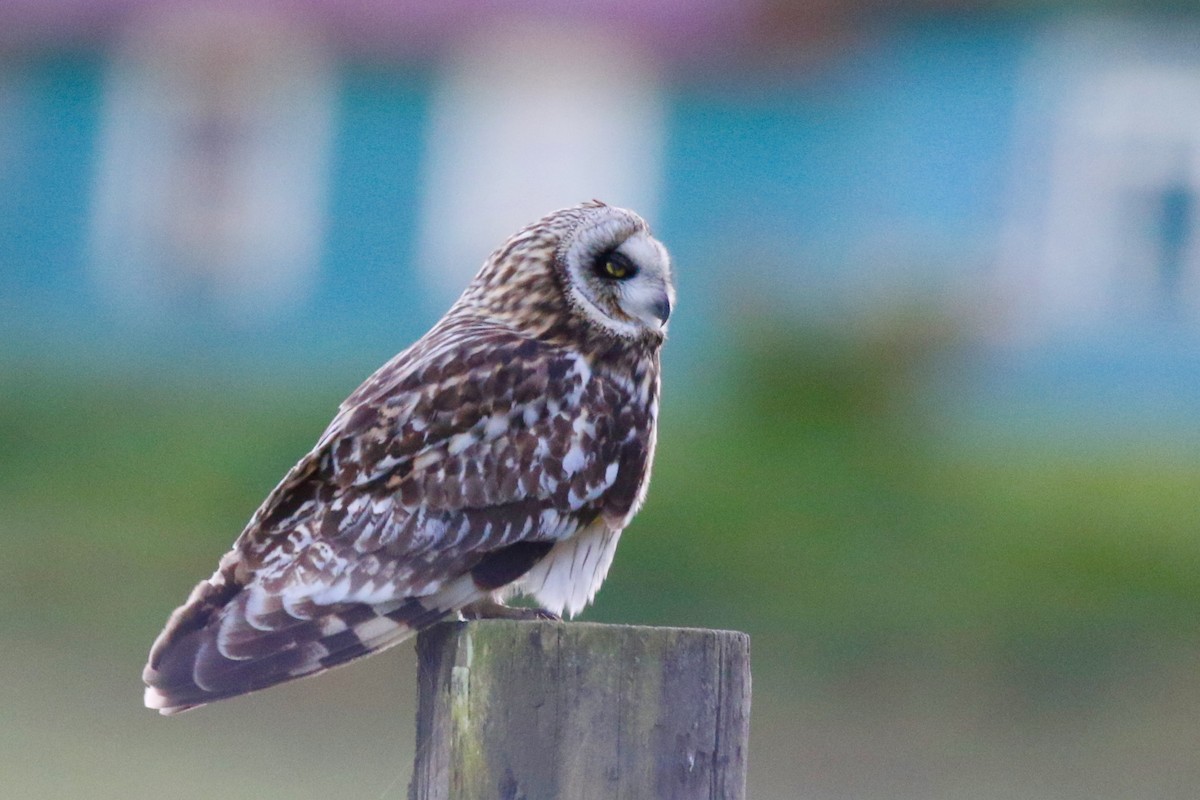 Short-eared Owl (Hawaiian) - ML202685371
