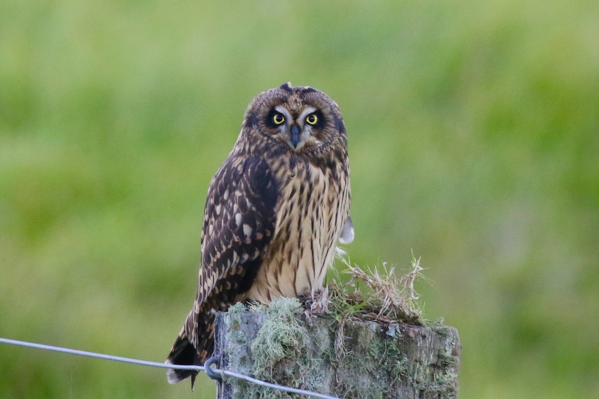 Short-eared Owl (Hawaiian) - ML202685381
