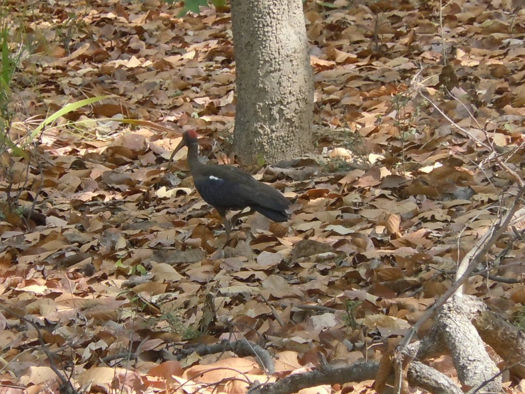 Red-naped Ibis - Malyasri Bhattacharya