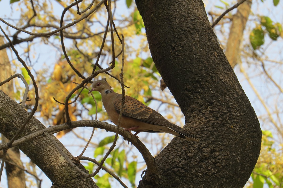 Oriental Turtle-Dove - Malyasri Bhattacharya