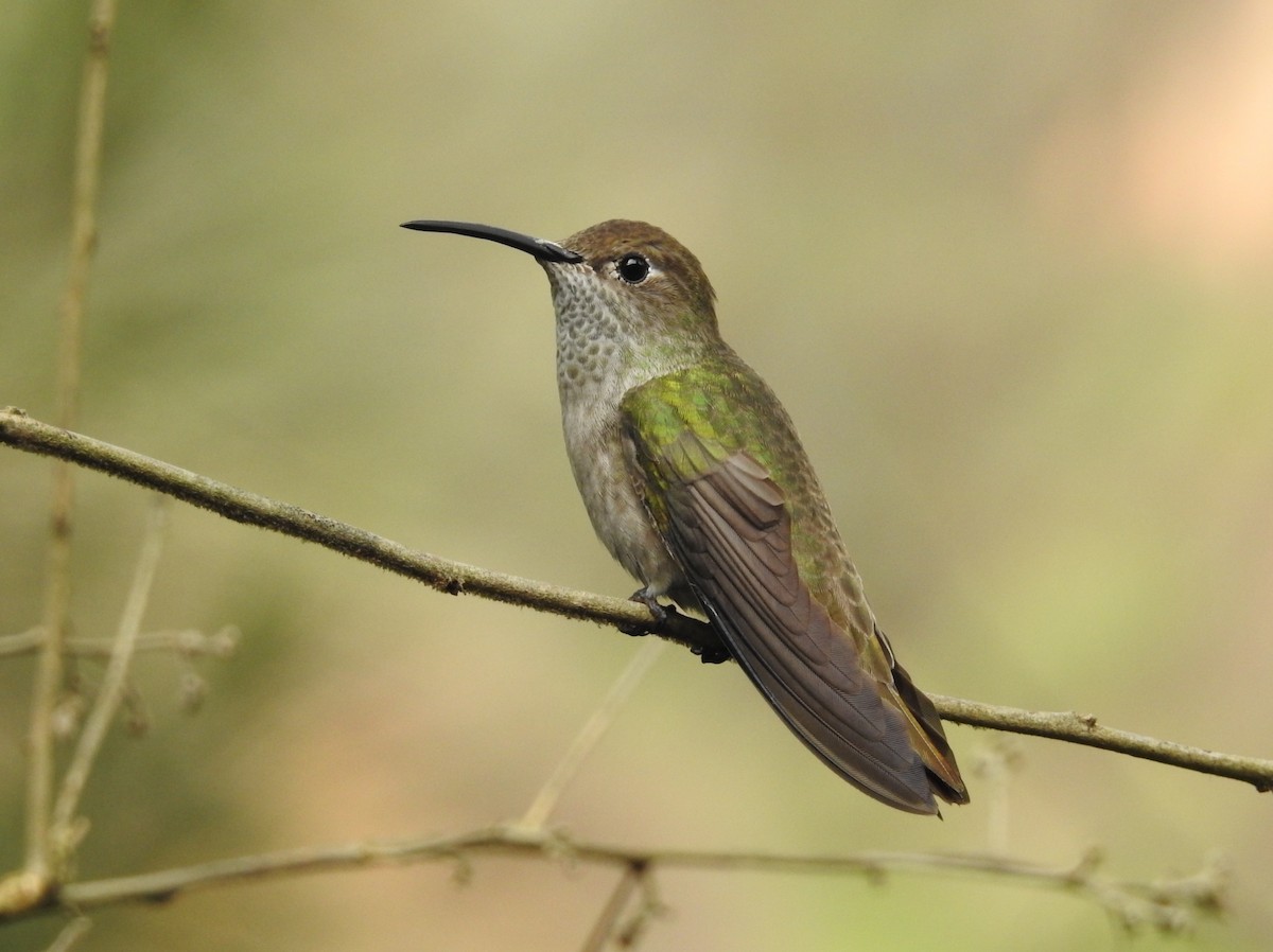 Spot-throated Hummingbird - ML202687321