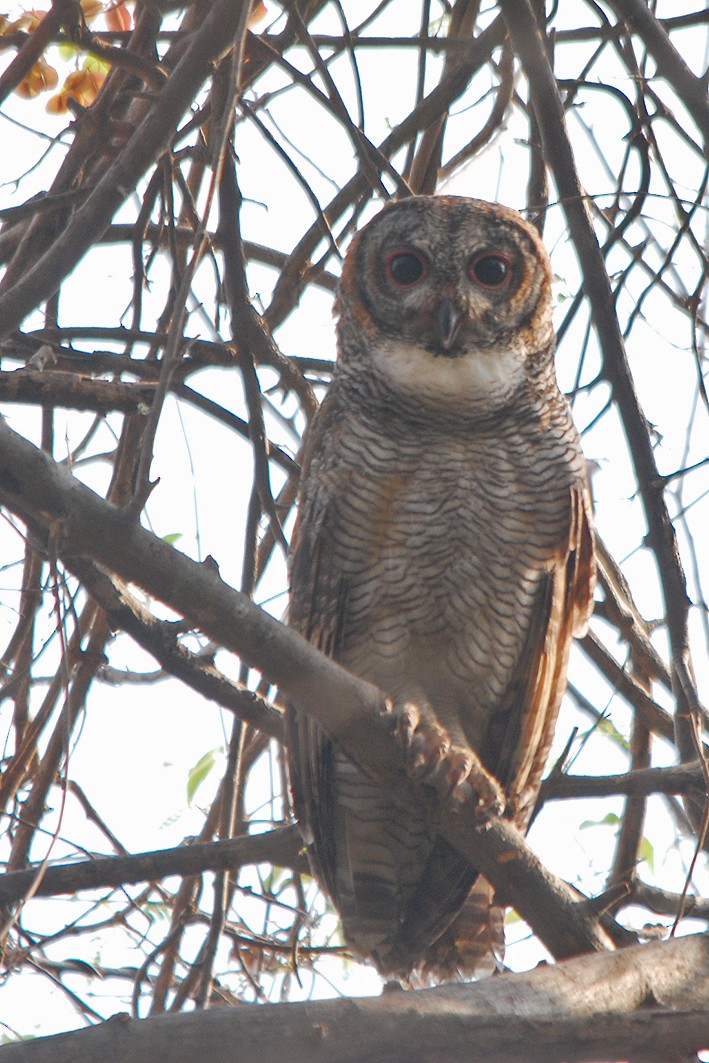 Mottled Wood-Owl - Gnanaskandan Kesavabharathi