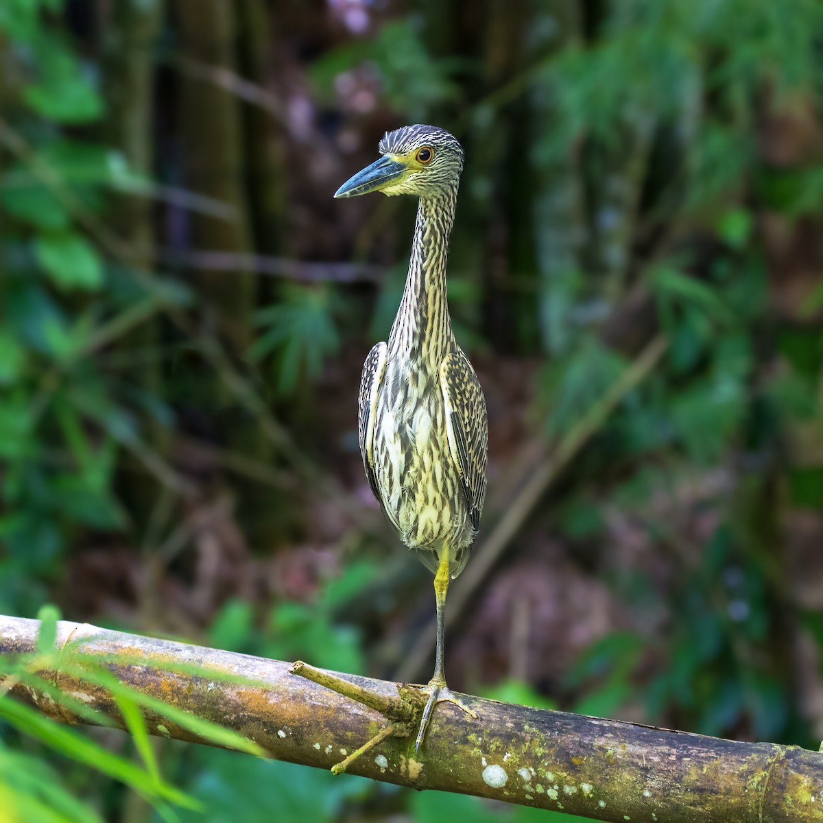 Yellow-crowned Night Heron - Vayun Tiwari