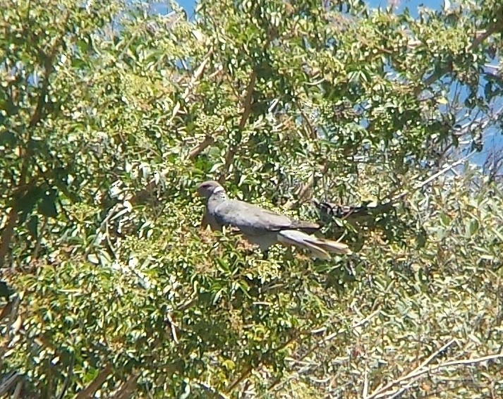 Band-tailed Pigeon - ML20269341