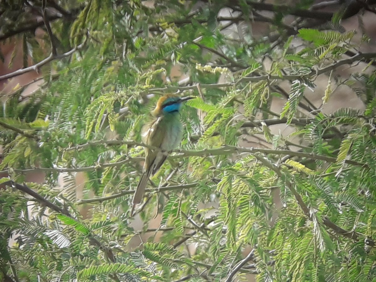Arabian Green Bee-eater - ML202694011