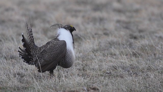 Greater Sage-Grouse - ML202694051