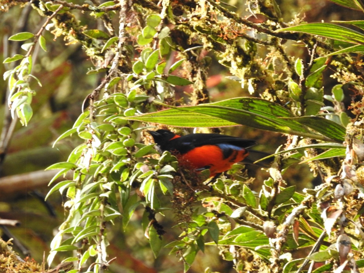 Scarlet-bellied Mountain Tanager - ML202695771