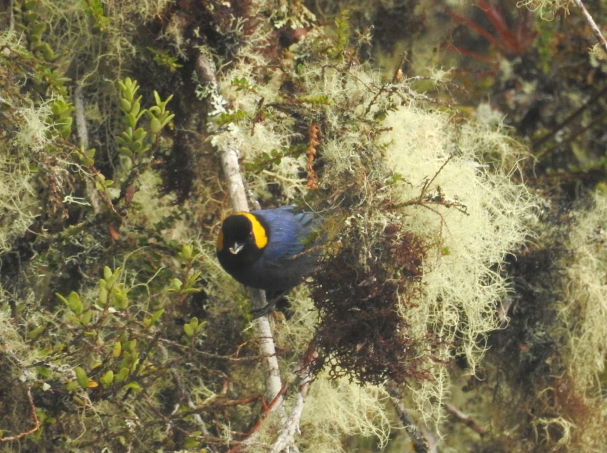 Yellow-scarfed Tanager - ML202695781