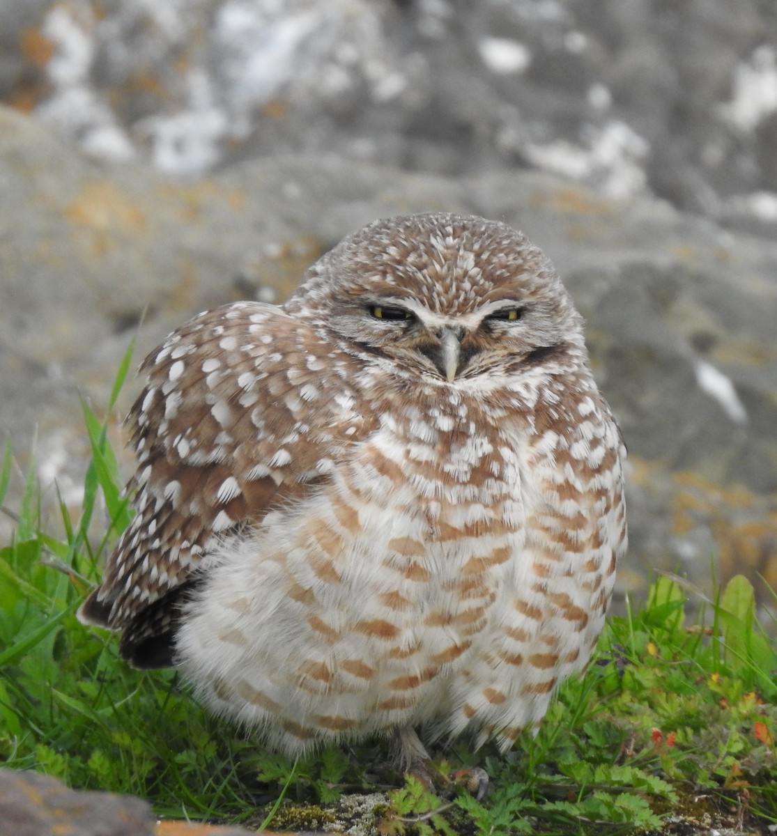 Burrowing Owl - ML202696651